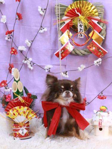 20230117チロルくん